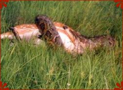 Nagzira Wildlife Sanctuary, Maharashtra